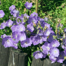 Campanula Carpatica blue