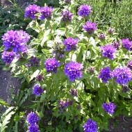 Campanula Glomerata Superba