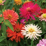 Carciumareasa cactus mix