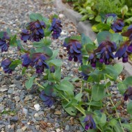 Cerinthe major purpurascens