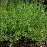 Cimbru Peren-Thymus Vulgaris