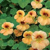 Condurasi Tip Top Apricot