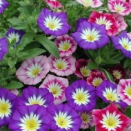 Convolvulus tricolor mix