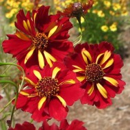 Coreopsis tinctoria Roulette