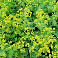 Creţişoara-Alchemilla Vulgaris
