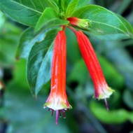 Cuphea ignea