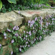 Cymbalaria Muralis-Kenilworth Iedera