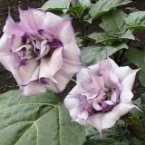 Datura metel Double Purple