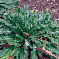 Drobusor-Isatis Tinctoria