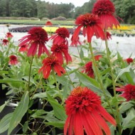 Echinacea Hot Papaya