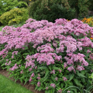 Eupatorium Maculatum Atropurpureum