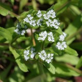 Fetica-Valerianella locusta