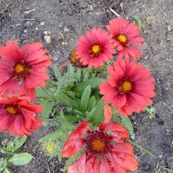Gaillardia Aristata Arizona Red