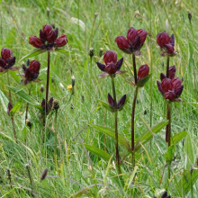 Gentiana Purpurea