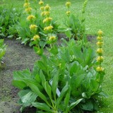 Ghintura-Gentiana lutea