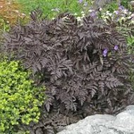 Hasmatuchi purple-Anthriscus Sylvestris RavensWing