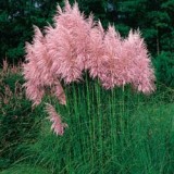Iarba de pampas roz