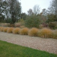 Iarba decorativa-Pennisetum alopecuroides hameln