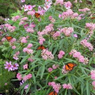 Iarba fluturilor-Asclepias incarnata