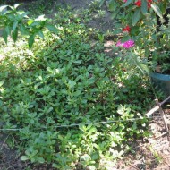 Iarba grasă-Portulaca oleracea