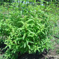 Lamaita-Lippia citriodora