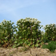 Lingureaua-Cochlearia officinalis