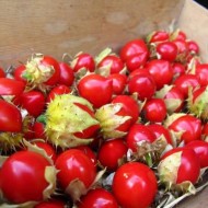 Litchi Tomato-Solanum Sisymbriifolium