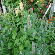 Lofant-Lophanthus Anisatus Benth