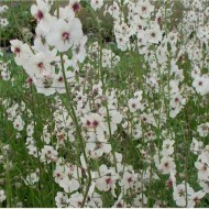 Lumanarica-Verbascum blattaria Albiflorum