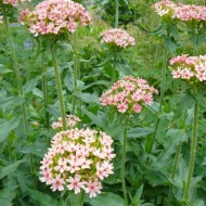 ﻿Lychnis chalcedonica Carnea-roz