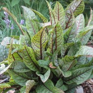 ﻿Macris Red veined-Rumex Sanguineus
