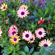 Margareta Africana-Osteospermum ecklonis