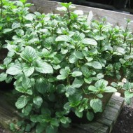 Menta Piperita Citrata Orange