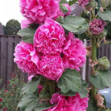 Nalba de gradina Chaters Rose