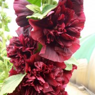 Nalba de gradina Double Chaters Purple