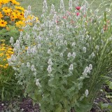 Nepeta cataria-Catusnica
