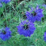 Nigella Damascena Miss Jekyll Dark Blue