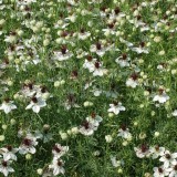 Nigella papillosa African Bride