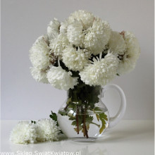 Ochiul boului-Callistephus chinensis Milady White