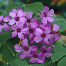 Oxalis Rubra