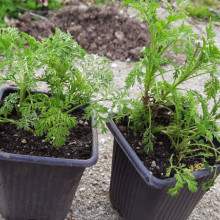 Pelinita-Artemisia Annua