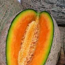 Pepene galben Melba