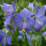 Polemonium Caeruleum-Jacob's Ladder Blue