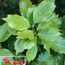 Pomul de aur-Aucuba japonica Dentata