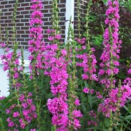 Rachitan-Lithrum Salicaria