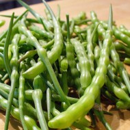 Rat Tailed Radish-Raphanus caudatus
