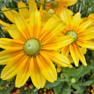 Rudbeckia Hirta Prairie Sun
