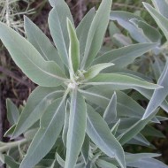 Salvia Apiana-Salvia Alba
