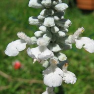 Salvia Farinacea Victoria White