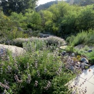 Salvia Mellifera-Black Sage